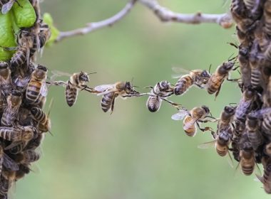 Trust in teamwork of bees linking two bee swarm parts. Bees make metaphor for business, concept of teamwork, partnership, cooperation, trust, community, bridging the gap, bridge, link, chain, nature.